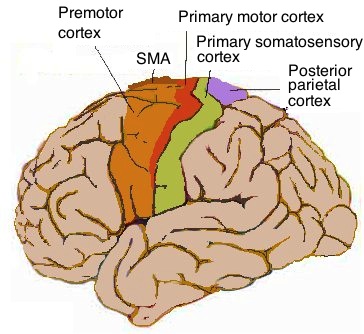 Human Motor Cortex.