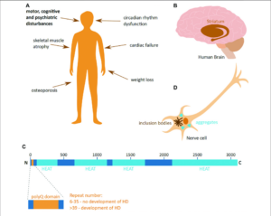 Molecular Strategies to Target Protein Aggregation in Huntington’s Disease - Scientific Figure on ResearchGate.