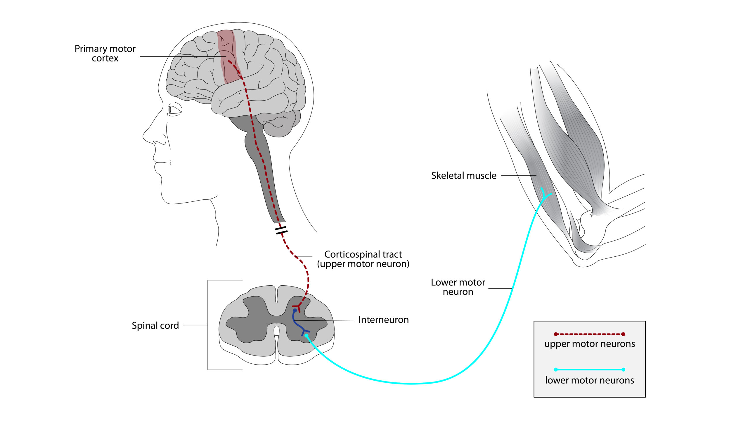 Illustration of the motor neuron tract descending from primary motor cortex, via spinal cord, to skeletal muscle.