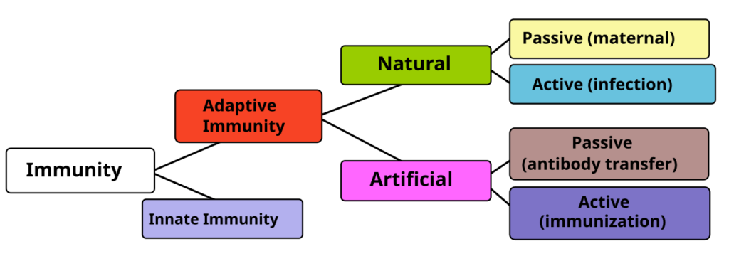 Types of immunity