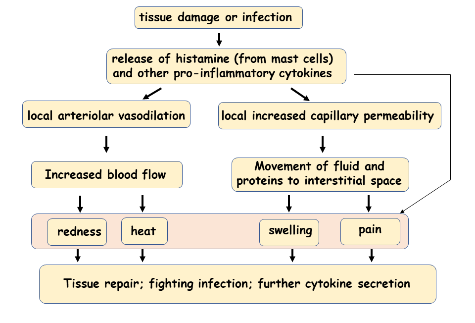 Inflammatory response
