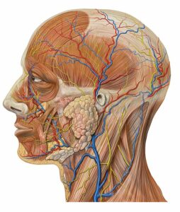 Lateral view of human head anatomy.