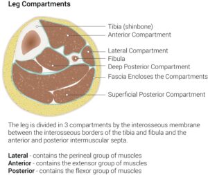 Leg Compartments, Tibia (shinbone), Anterior Compartment, Lateral Compartment, Fibula, Deep Posterior Compartment, Fascia Encloses the Compartments, Superficial Posterior Compartment.