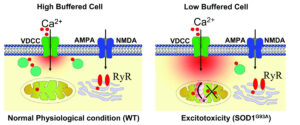 Low Ca2+ buffering and excitotoxicity under physiological stress and pathophysiological conditions in motor neuron (MNs).