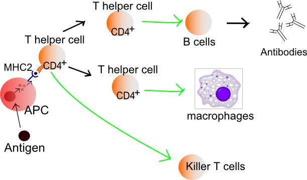 Activation of cytotoxic T cells and helper T cells