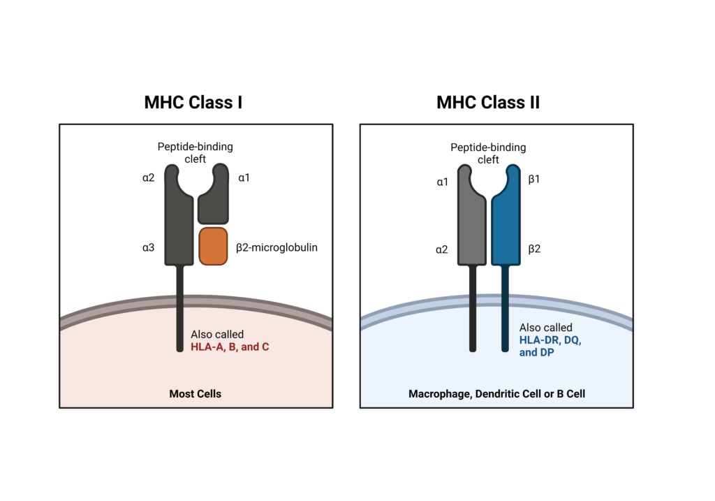 MHC Classes 1 and 2