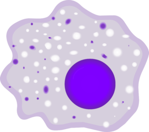 Example of a phagocyte: macrophage
