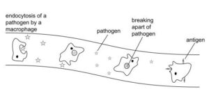 Example of phagocytosis by macrophage and presentation of antigen