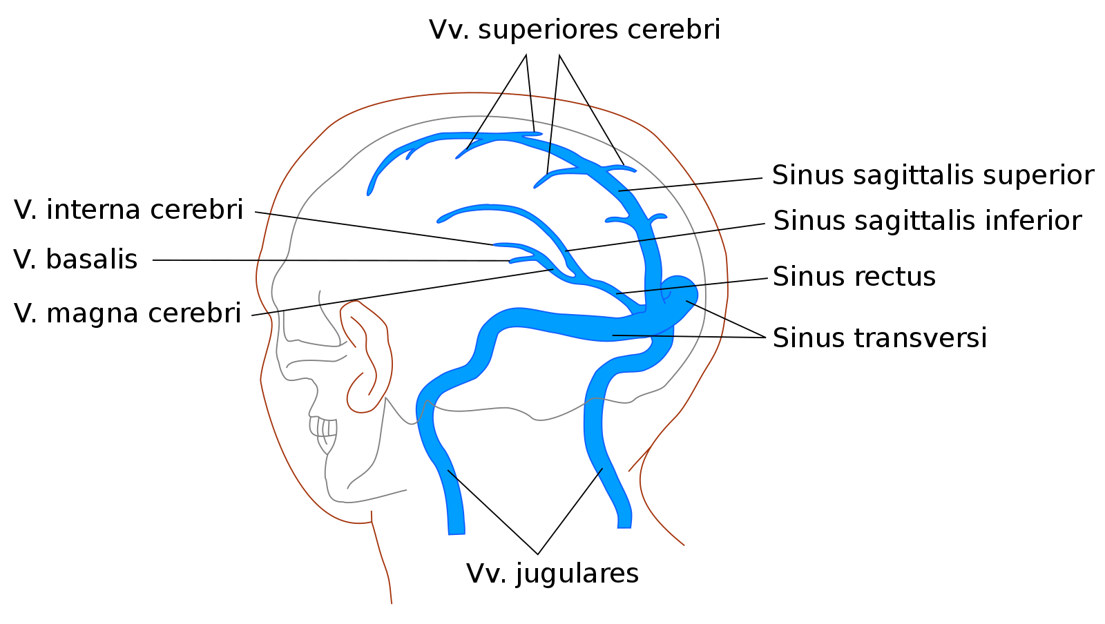 Main veins and sinuses of the human brain.