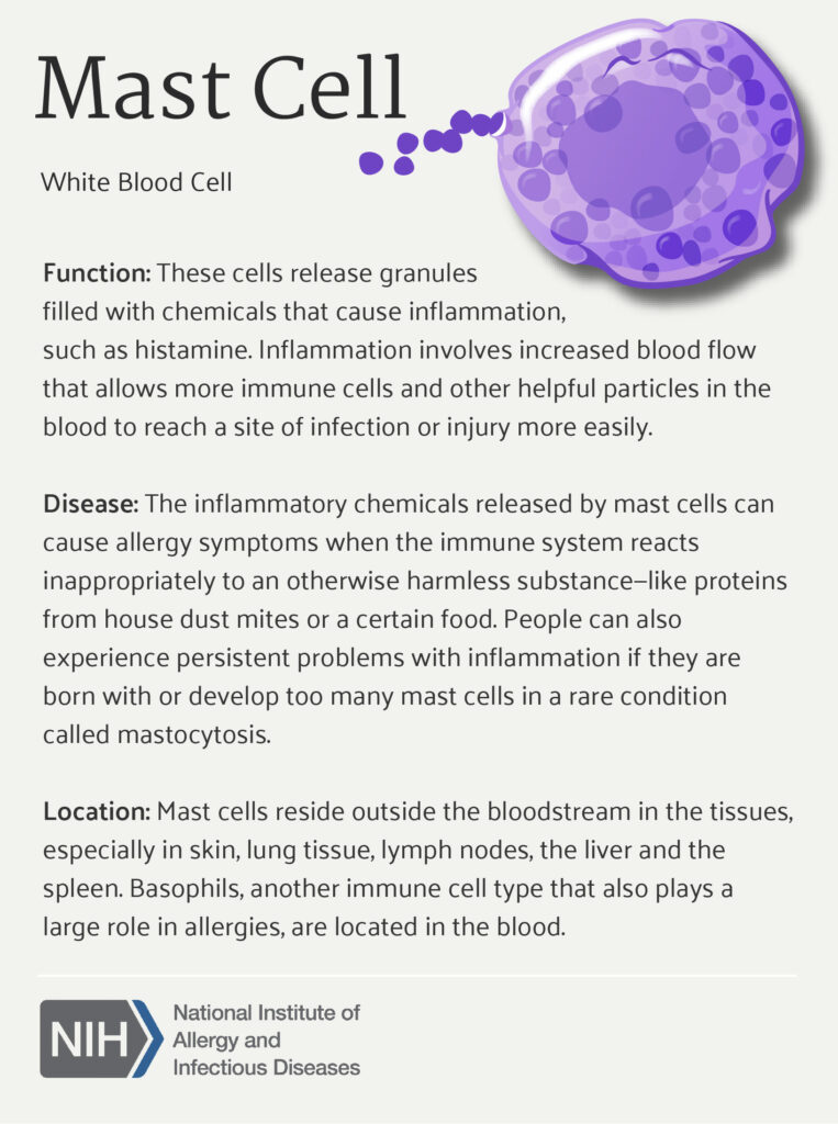 Describing role of mast cells