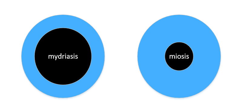 Mydriasis and miosis