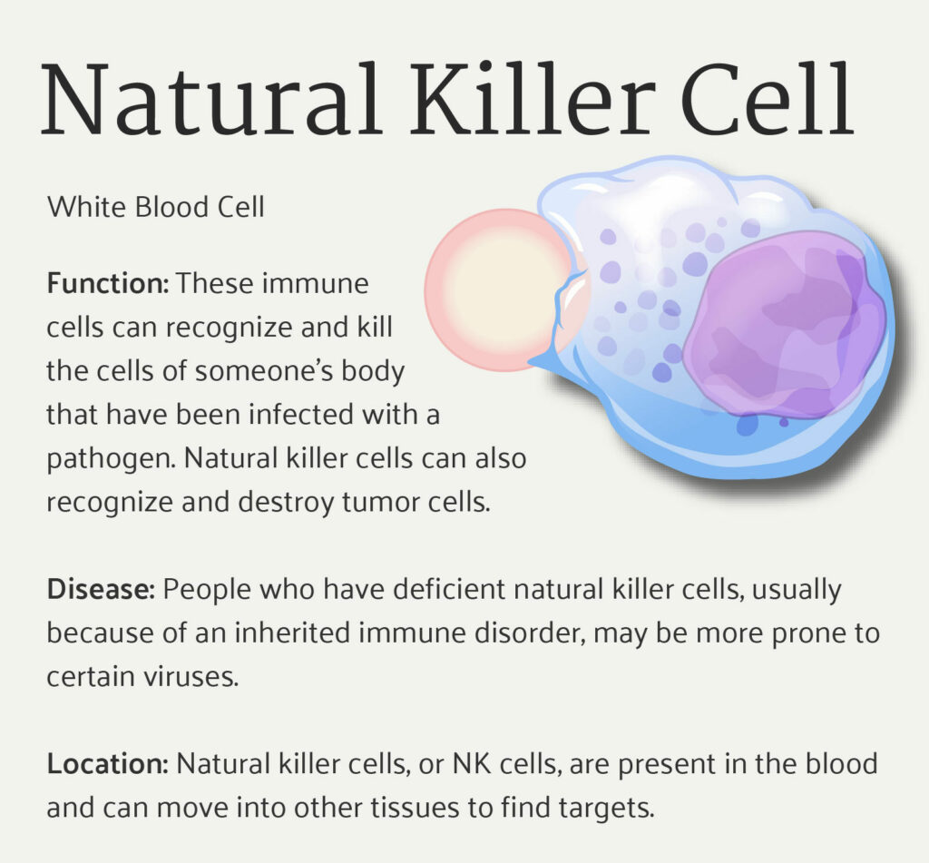 Natural killer (NK) cells are cytotoxic lymphocytes that play critical roles in innate immunity. (credit: adapted work from NIAID)