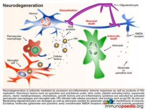 HIV Neurodegeneration.
