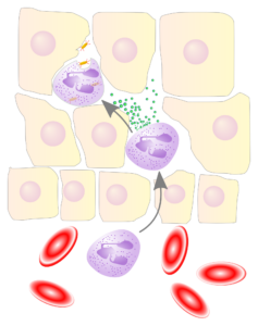 Example of phagocytes: neutrophils