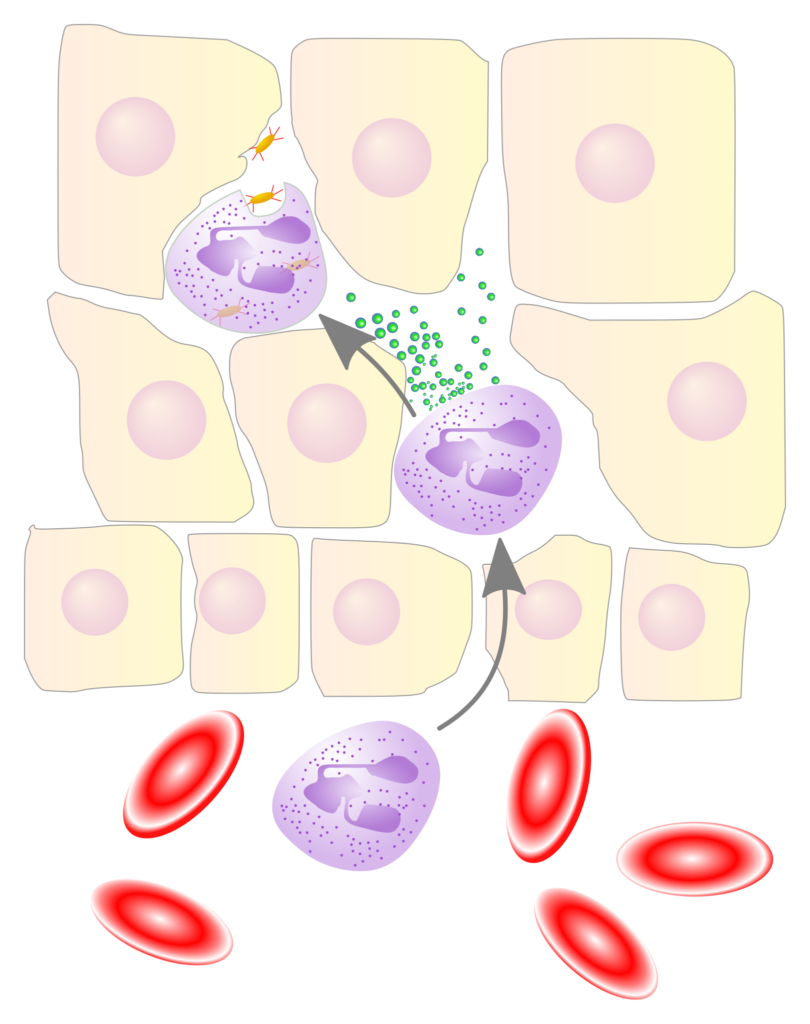 Example of phagocytes: neutrophils