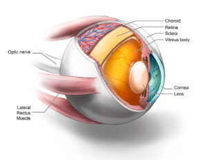 Ocular Tissues in CJD Patients.