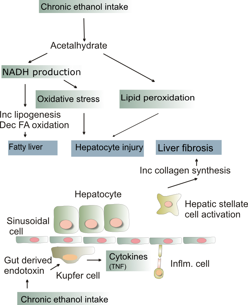 Pathogenesis of alcoholic fatty liver disease, a metabolic condition that results in excess fat in the liver. Inc: increase, Dec: decrease, FA: fatty acid, Infl: inflammatory, TNF: tumor necrosis factor alpha.