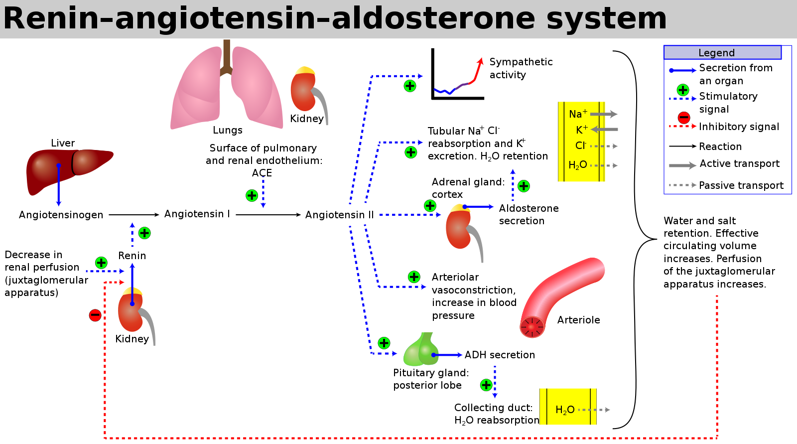 Renin-angiotensin-aldosterone system