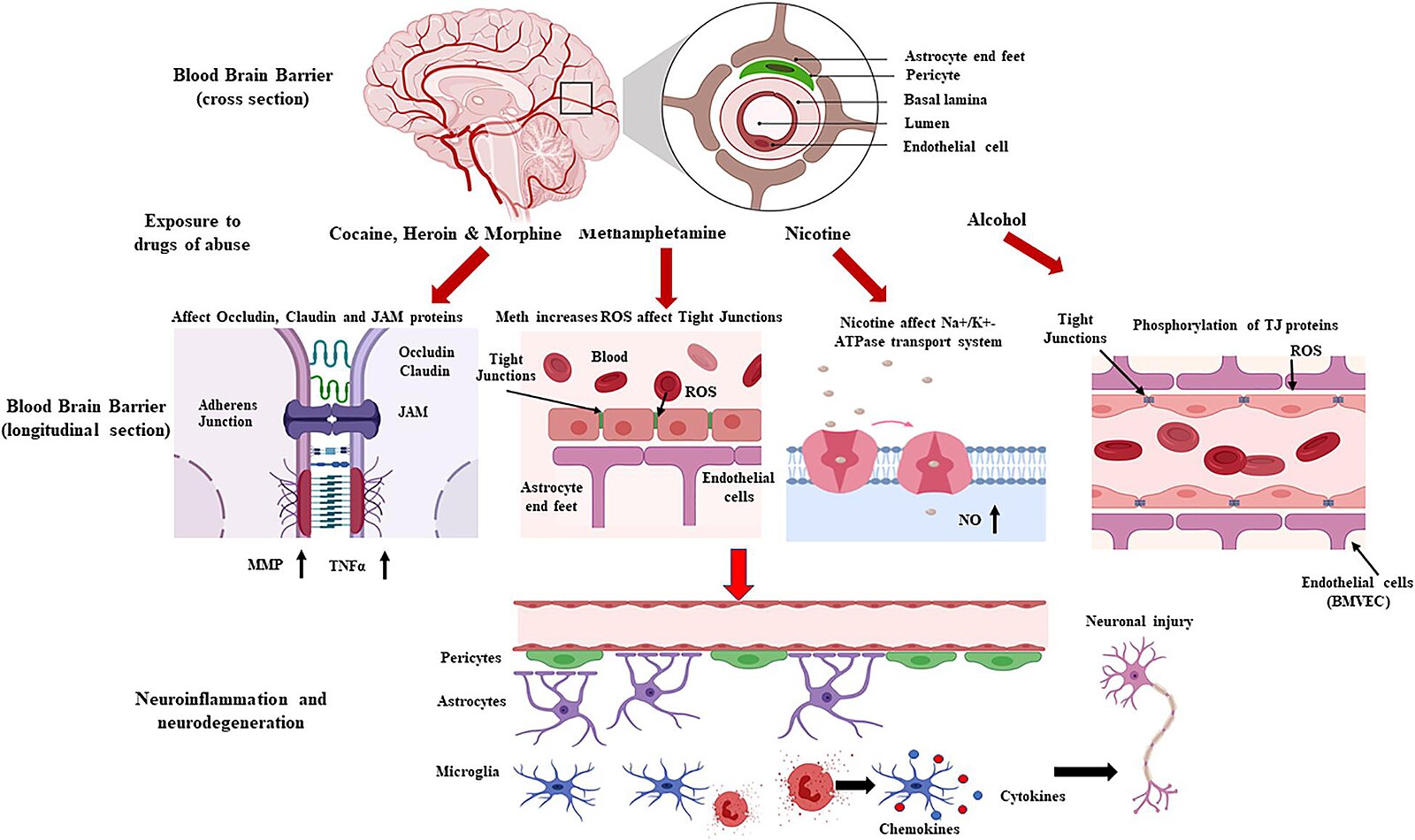 Schematic representation showing drug-induced loss of blood-brain barrier.