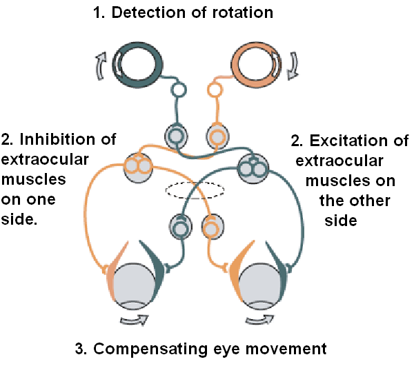 Simple vestibulo-ocular reflex.