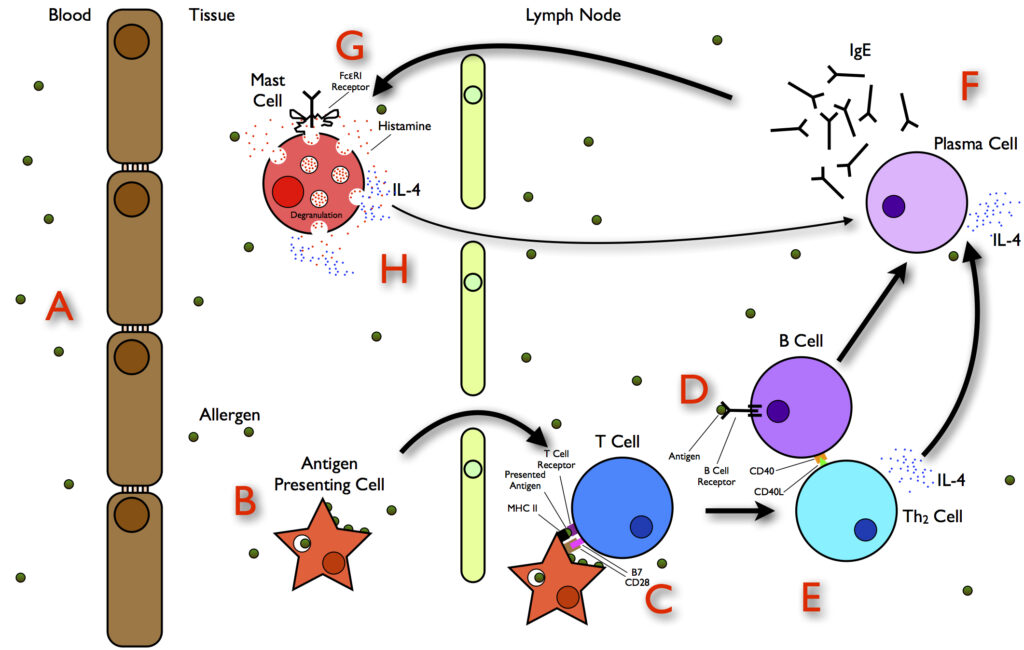 Hypersensitivity reactions: allergies - diagram of events