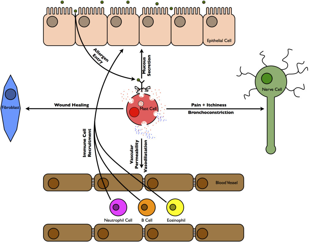Diagram summarizing some of the tissues that are affected immediately and following an allergic reaction.