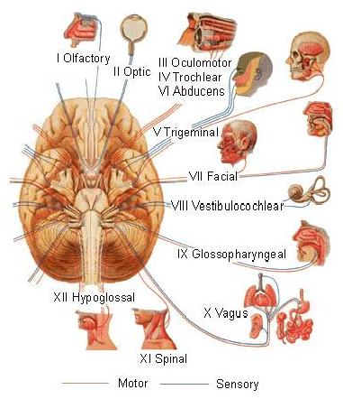 Cranial Nerves.
