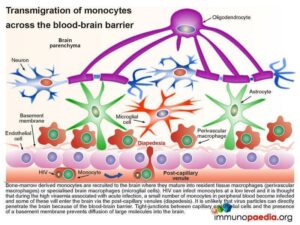 Transmigration of monocytes across the blood brain barrier.
