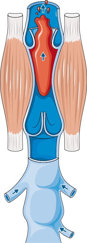 Venous Return Figure 2
