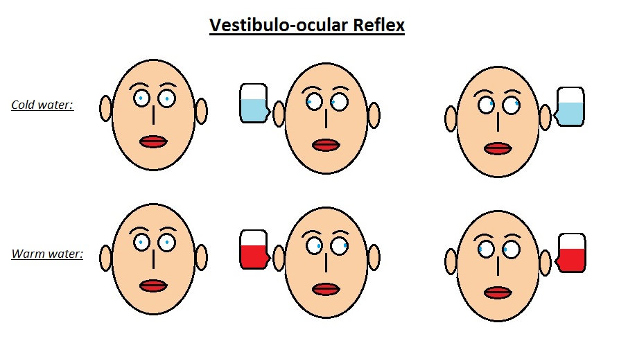 Vestibulo-ocular Reflex.
