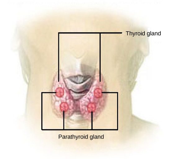 The Thyroid gland and parathyroid glands