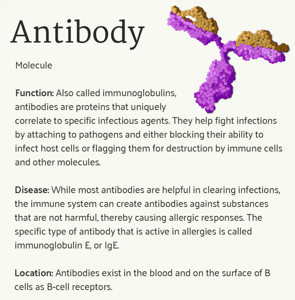 Antibodies are proteins (immunoglobulins) essential to the functioning of the immune system as they recognize foreign particles for neutralization. (credit: adapted work from NIAID)