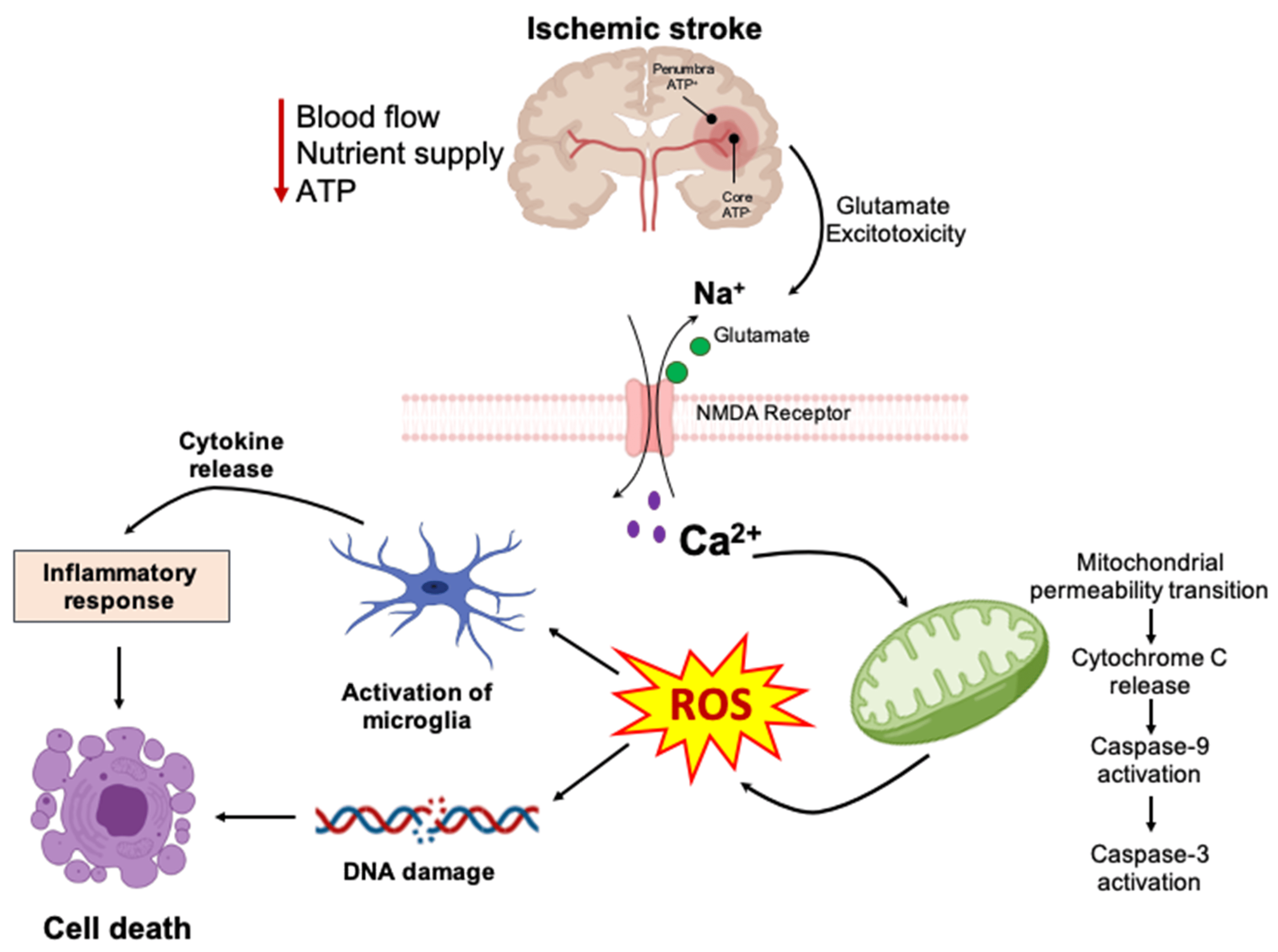 Figure 3. Pathophysiological mechanisms involved in ischemic stroke. The reduction in blood flow, nutrient supply, and energy as a result of cerebral artery occlusion leads to many complex pathophysiological events including energy failure, glutamate excitotoxicity, elevation of intracellular Ca2+ levels, peri-infarct depolarization (spreading depression), impairment of mitochondria function, generation of reactive oxygen species (ROS), activation of microglia, secretion of pro-inflammatory cytokines/chemokines, inflammatory responses, and cell death.