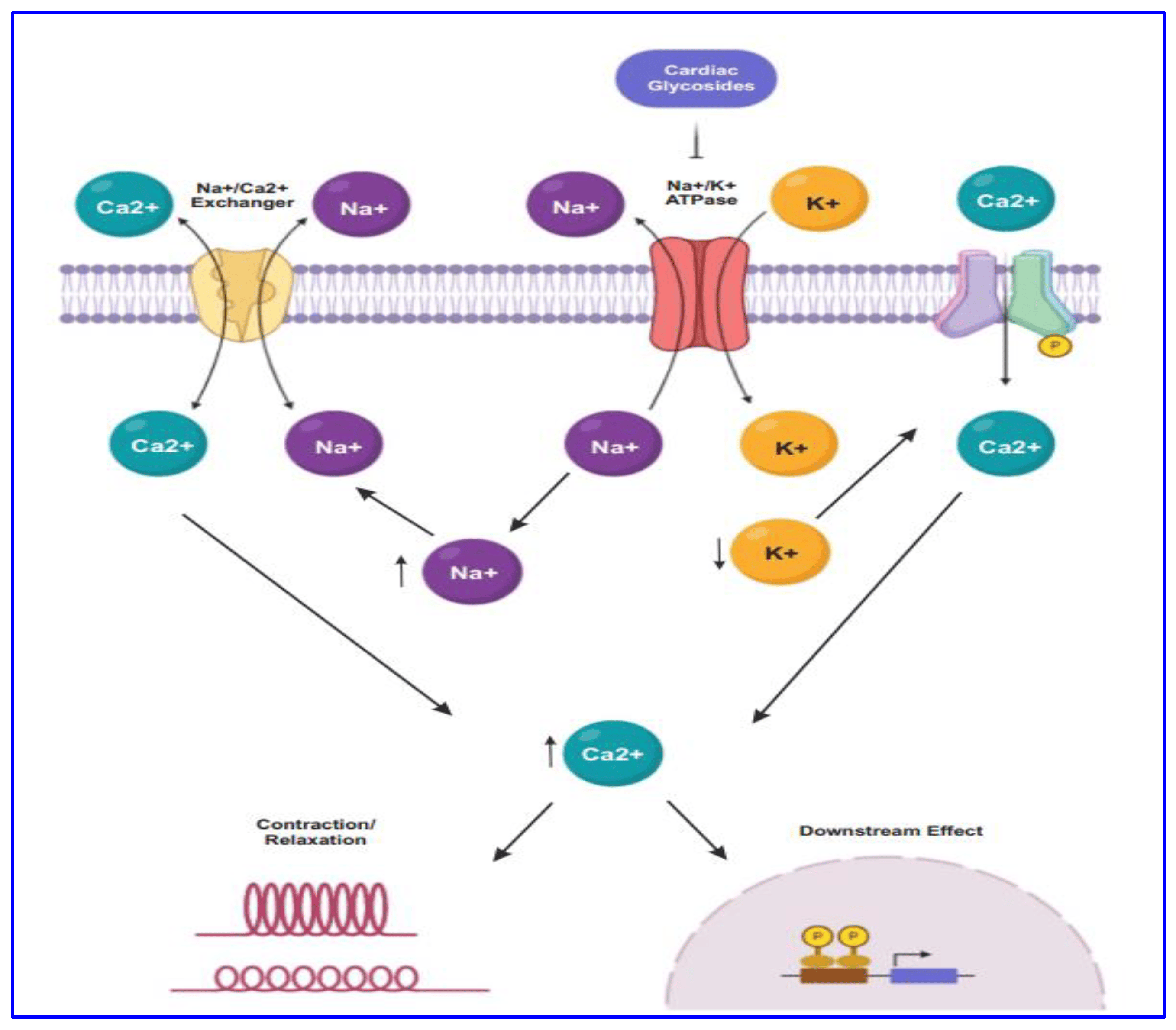 Digoxin - Cardiac glycoside