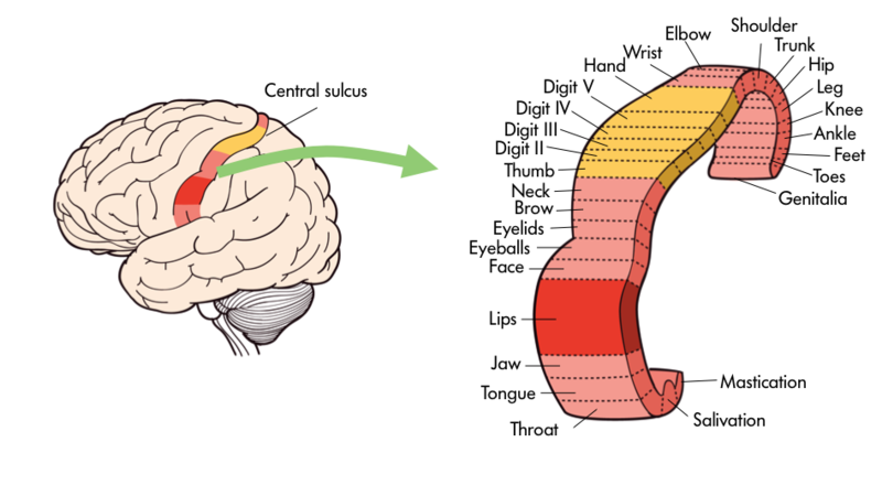 Figure 14. The primary motor cortex on the precentral gyrus is directly anterior to the central sulcus. It is organized so certain areas of the motor strip send signals to specific body parts like the tongue or fingers.