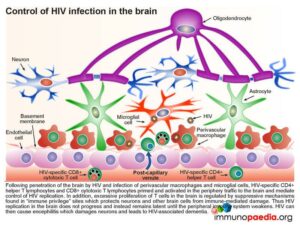 Control of HIV infection in the brain.