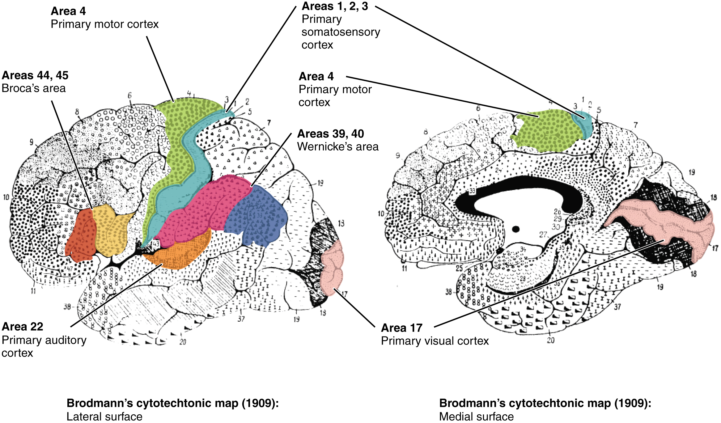 Broadman's Areas of the Cerebral Cortex