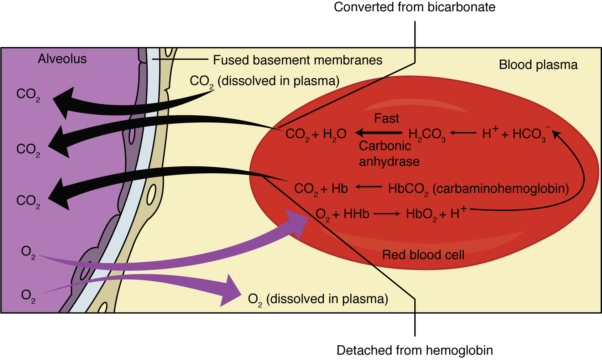 External Respiration In external respiration, oxygen diffuses across the respiratory membrane from the alveolus to the capillary, whereas carbon dioxide diffuses out of the capillary into the alveolus.