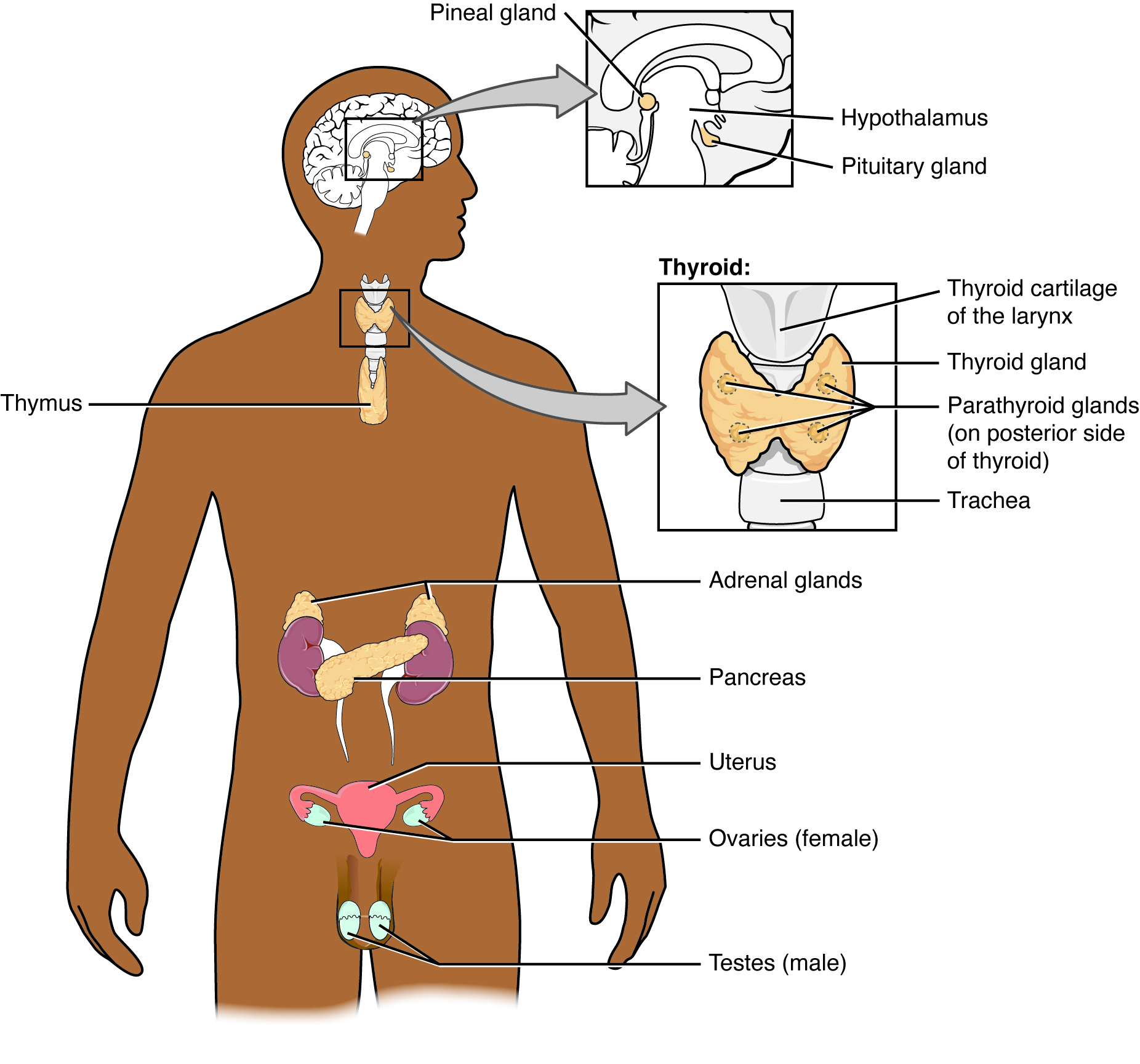 Structures of the Endocrine System