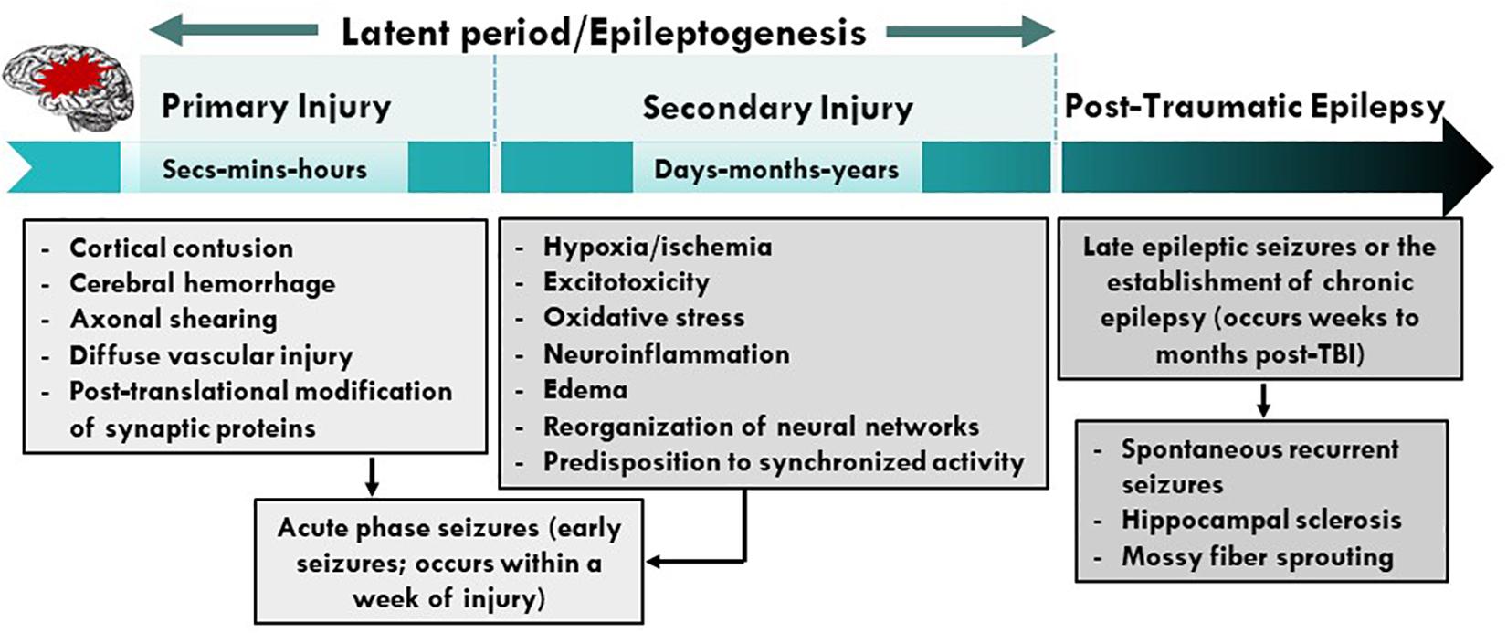 Pathophysiological basis of epileptogenesis following TBI