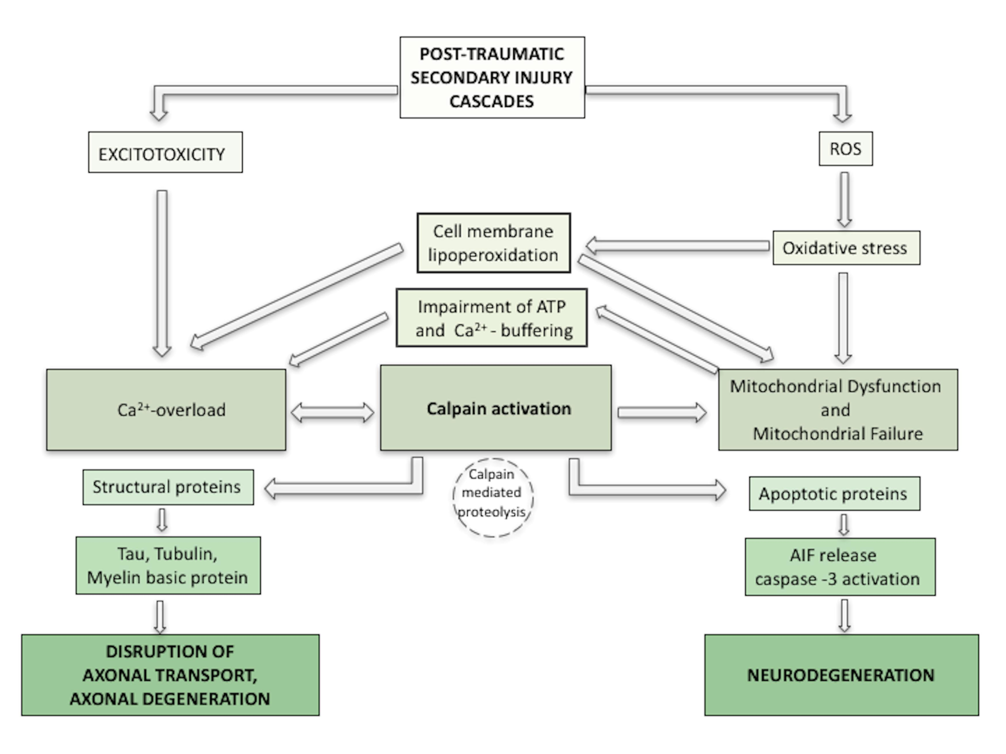 Post-Traumatic Secondary Injury Cascades.