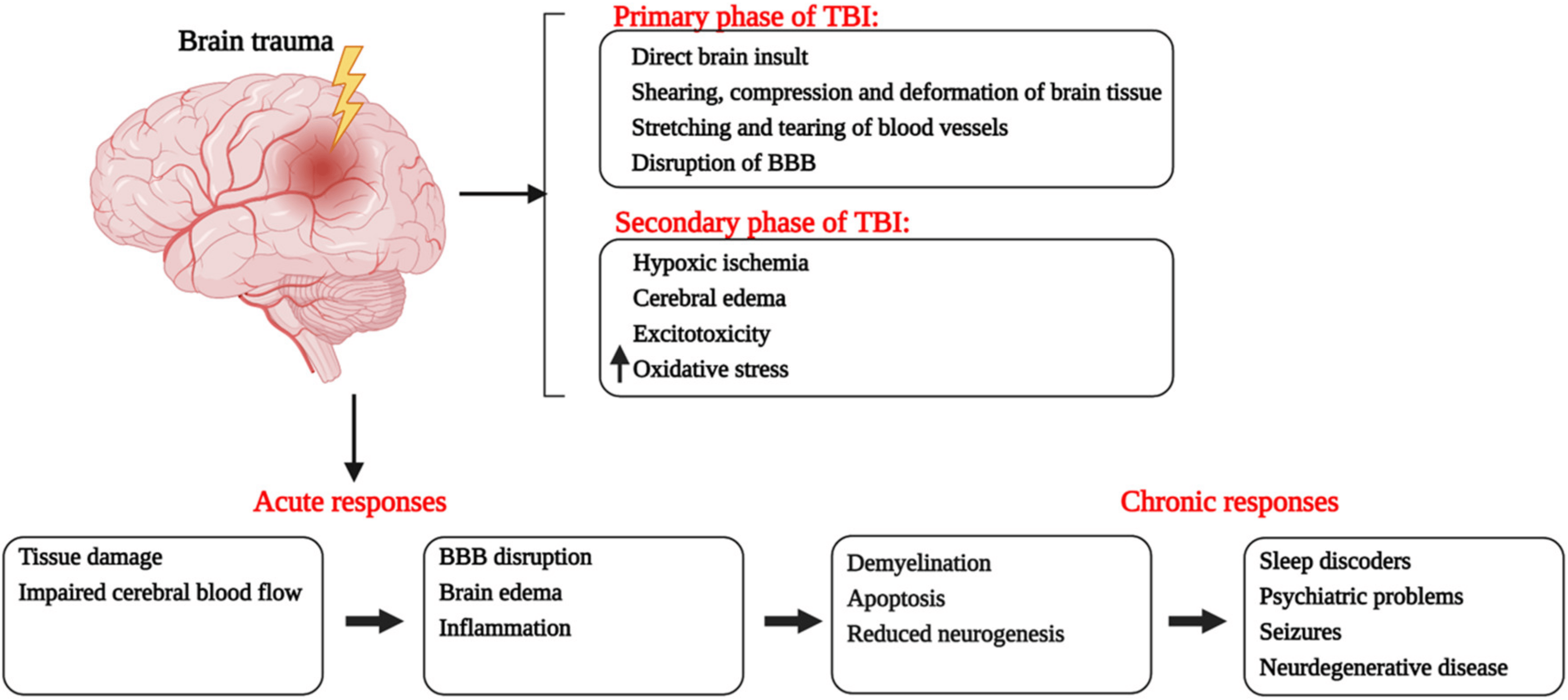 Figure 1. Pathological events happening during primary and secondary phases of traumatic brain injury with a description of short-term and long-term consequences of brain trauma. Red font is showing the phases of TBI.↑ shows the increased oxidative stress. The figure was created with BioRender.com (accessed on 9 September 2021).