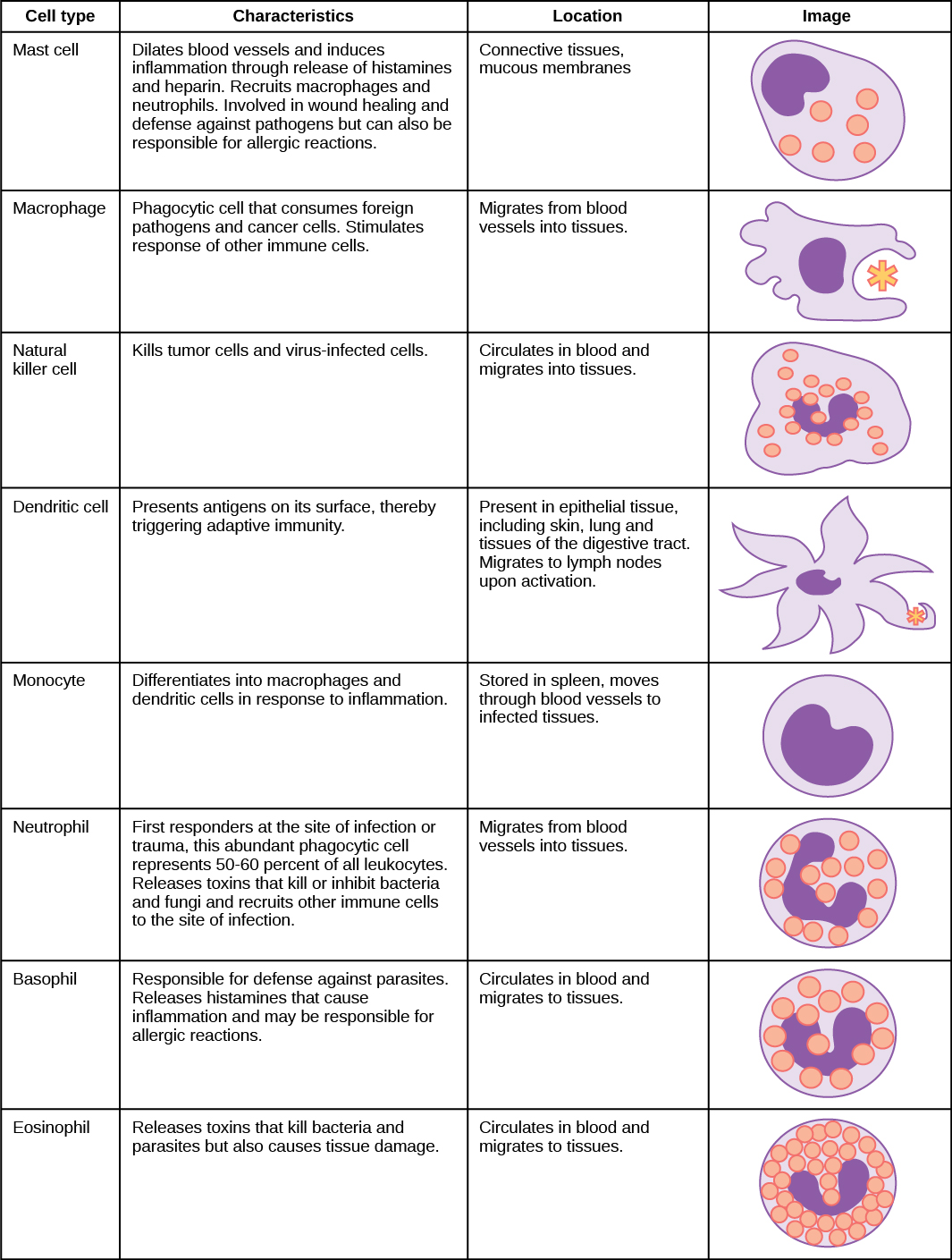 The characteristics and location of cells involved in the innate immune system are described. (credit: modification of work by NIH)