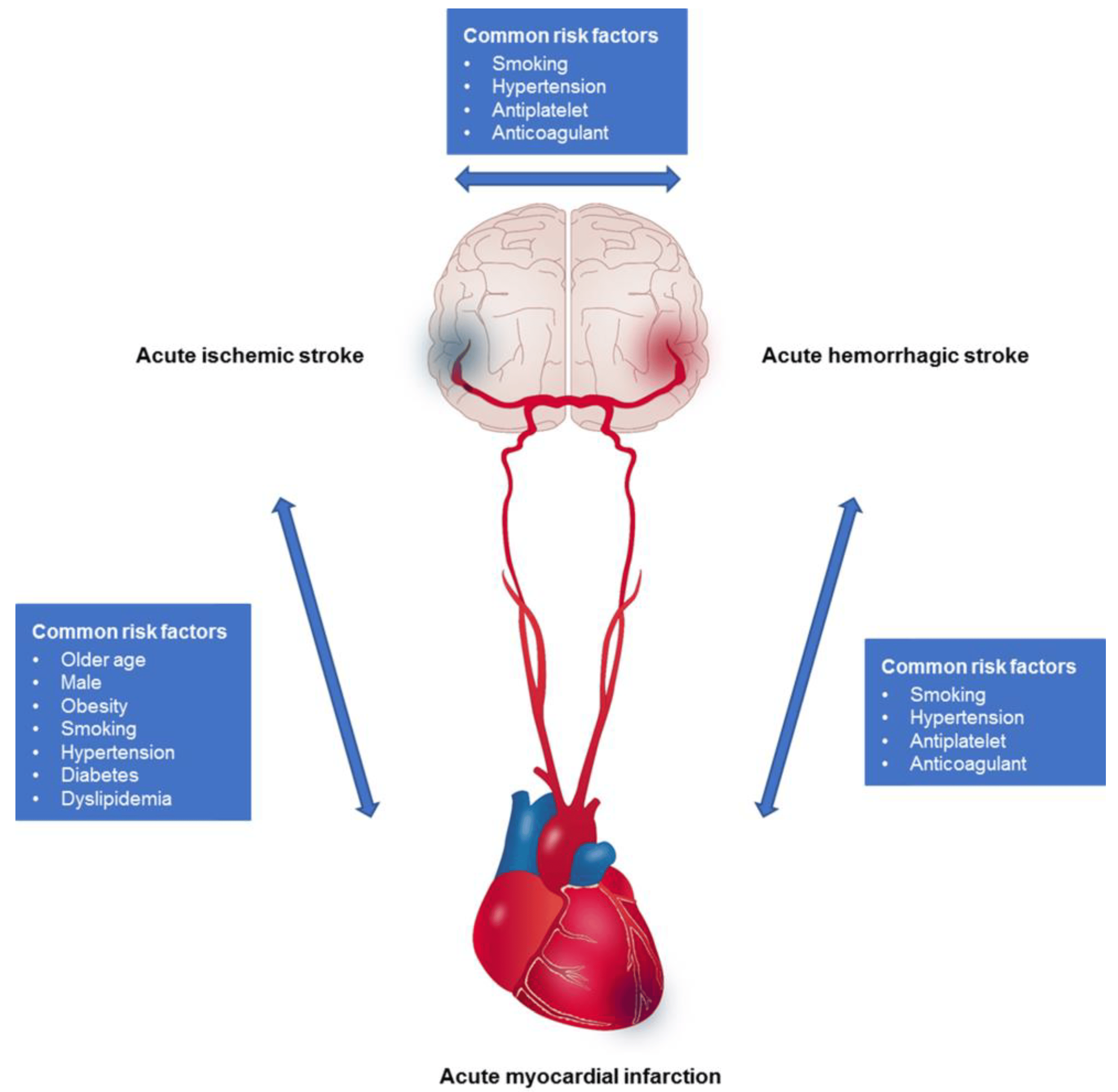 Figure 1. Interrelated brain–heart diseases and common risk.