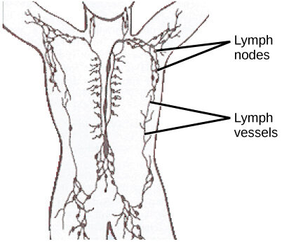 Lymphatic vessels carry a clear fluid called lymph throughout the body. Lymph nodes are filled with lymphocytes that purge infecting cells.