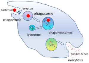 Phagocytosis