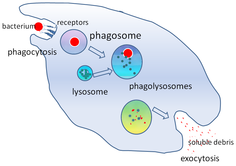 Phagocytosis