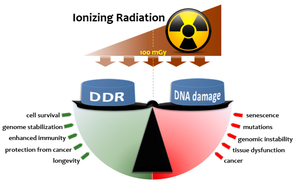 A dynamic interplay between the amount of DNA damage and DNA damage response (DDR) upon exposure to IR determines the biological outcome in cellular and organismal contexts