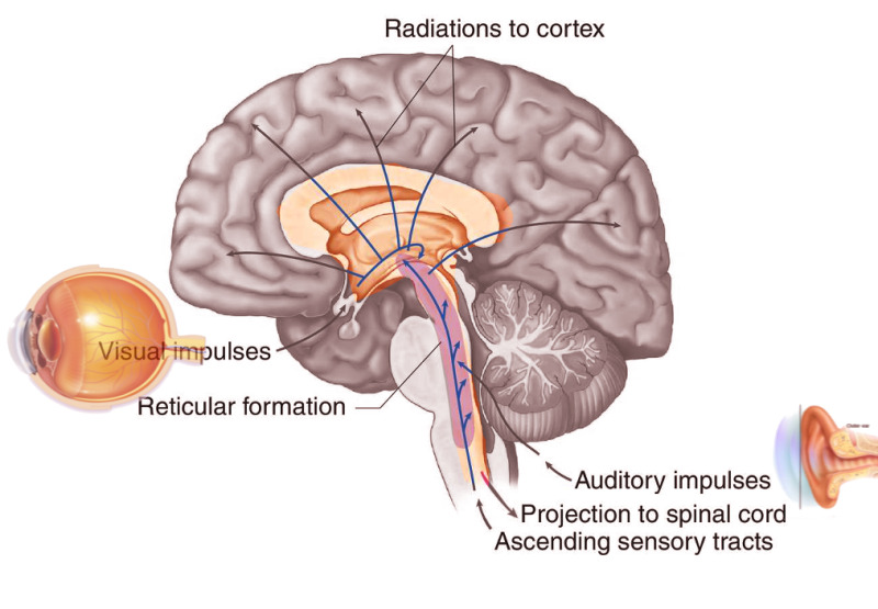 Reticular Activating System (RAS)