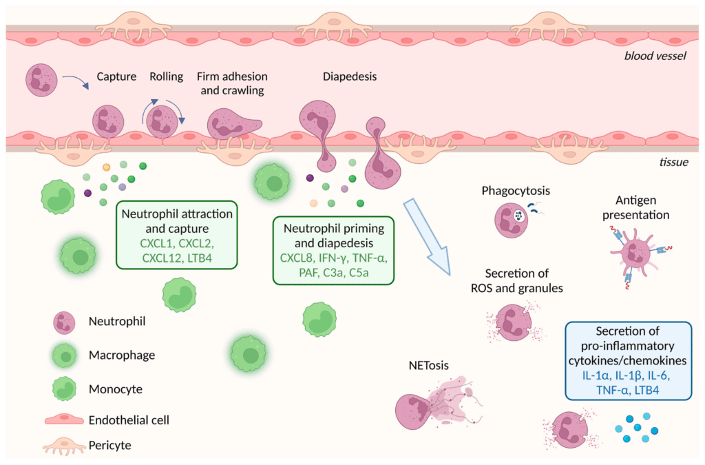 Neutrophil Activation